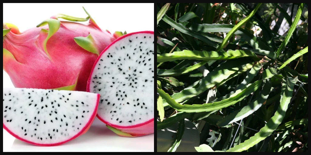 Unrooted 8" Cutting Dragon Fruit Plant Vine, White Flesh, Pitahaya Hylocereus