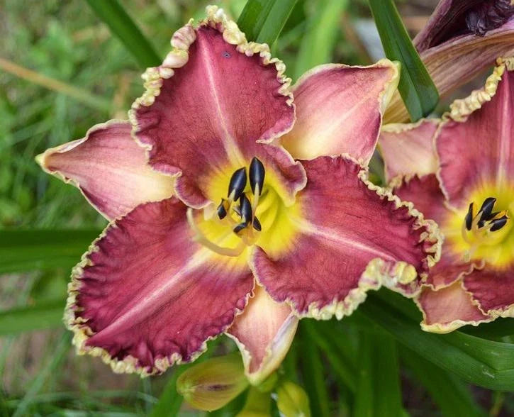 Hemerocallis 'Sea Dragon' Daylily Bareroot Plant - One Mature Eye, Perennial Flower for Garden, Yellow and Purple Blooms