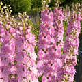 Pink Queen Larkspur Seeds - Light Pink Blush Pastel - Delphinium ajacis - 2025 Planting