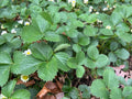 Everbearing Strawberry Plants - 10 Bare Root Live Edible Perennials - Fragaria x ananassa - Organic & Pesticide Free 🍓🌱