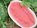 Non-GMO All Sweet Watermelon Seeds 25 Seeds - Citrullus lanatus - Heirloom Variety for Home Gardening