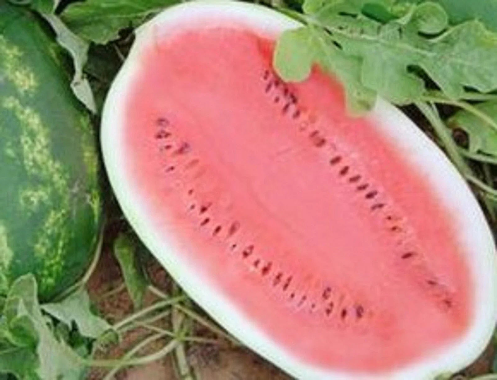 Non-GMO All Sweet Watermelon Seeds 25 Seeds - Citrullus lanatus - Heirloom Variety for Home Gardening