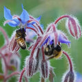 Borage Seeds - 100 Heirloom Non-GMO Edible Flower & Leaves Seeds (Borago officinalis)