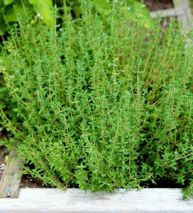 Thyme Seeds | Perennial Common German Thyme | Thymus vulgaris | 2025