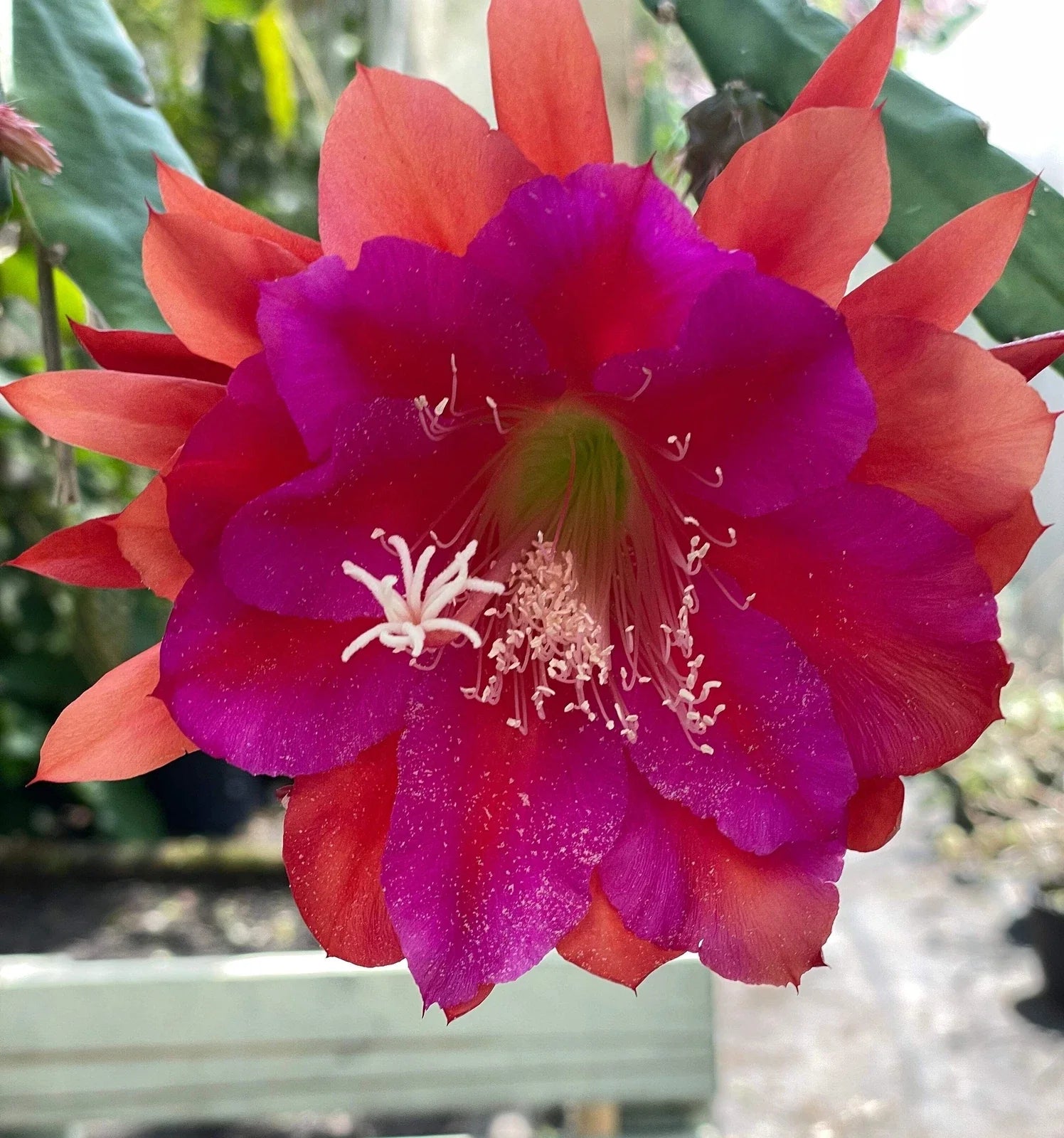 Epiphyllum Hybrid Starter Pot - 'Appeal' Fully-Rooted Succulent Plant, Tropical Cactus, Unique Houseplant
