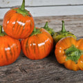 Heirloom Turkish Orange Eggplant Seeds - Organic Non-GMO - 50+ Seeds - Solanum melongena