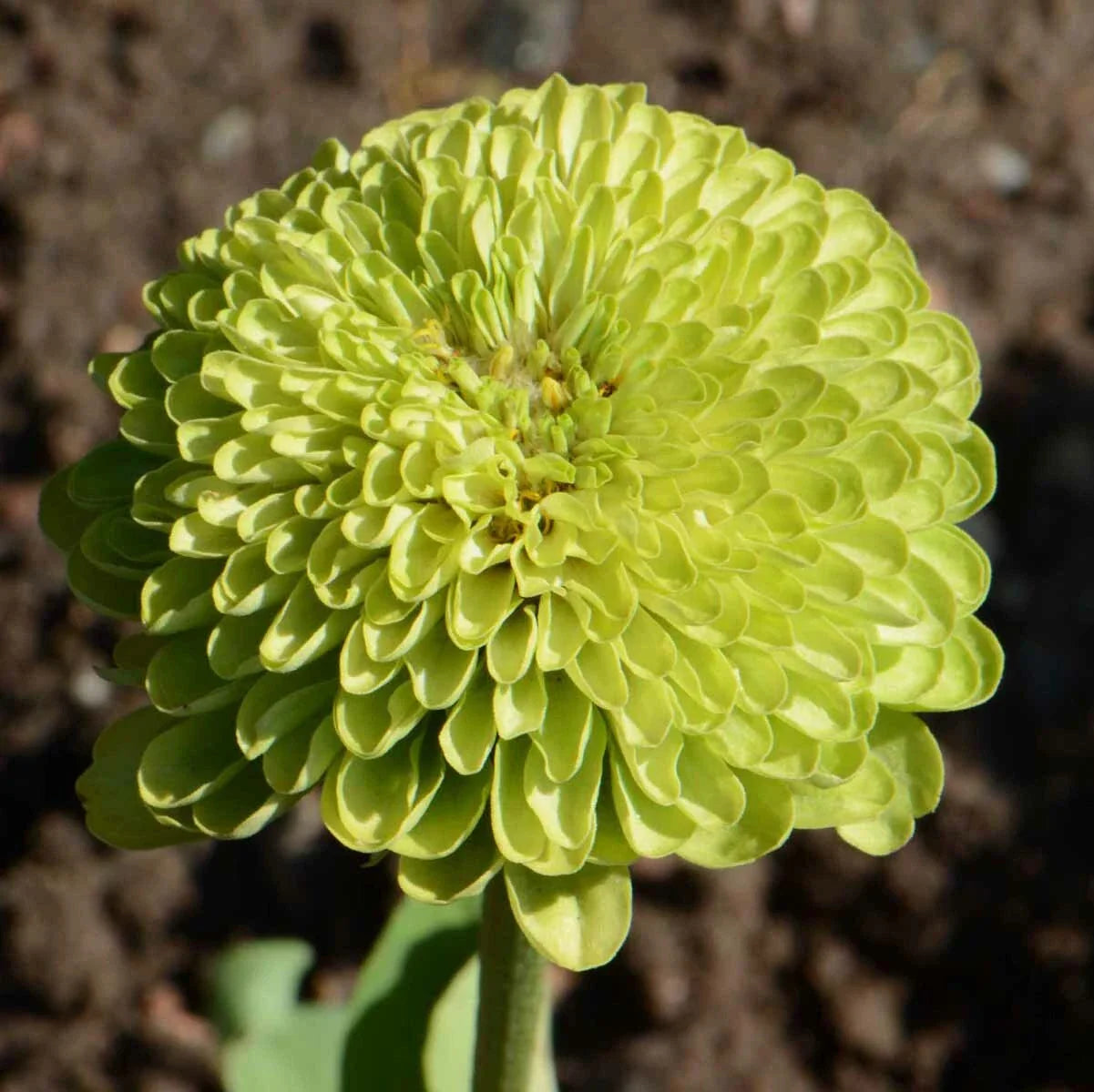 Zinnia Seeds 200 Non-GMO Envy Lime Green Flowers RARE for Butterflies, Zinnia elegans