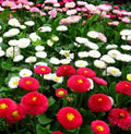 English Daisy Seeds - 2000+ Mixed Perennial Wildflower Seeds (Bellis perennis) - USA Grown