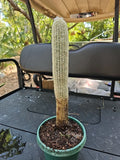 XXL Espostoa Melanostele Cactus 15" Peruvian Old Man Columnar Cotton Cactus