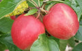 Saturn Apple Seeds - 25+ Count for Garden Planting - Malus domestica - USA Grown