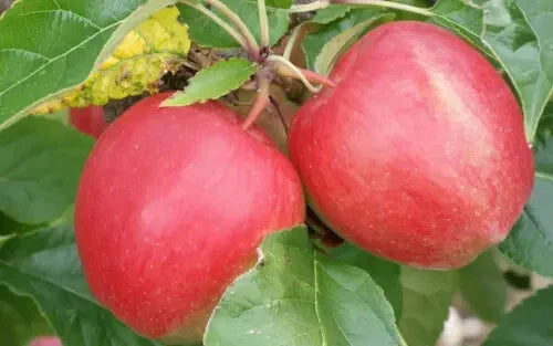 Saturn Apple Seeds - 25+ Count for Garden Planting - Malus domestica - USA Grown