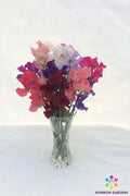 Sweet Pea Seeds - 50+ Spencer Mixture - Lathyrus odoratus - Garden Planting - USA