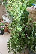Fresh Stems Elephant Bush Succulent 5 Pack - Portulacaria Afra