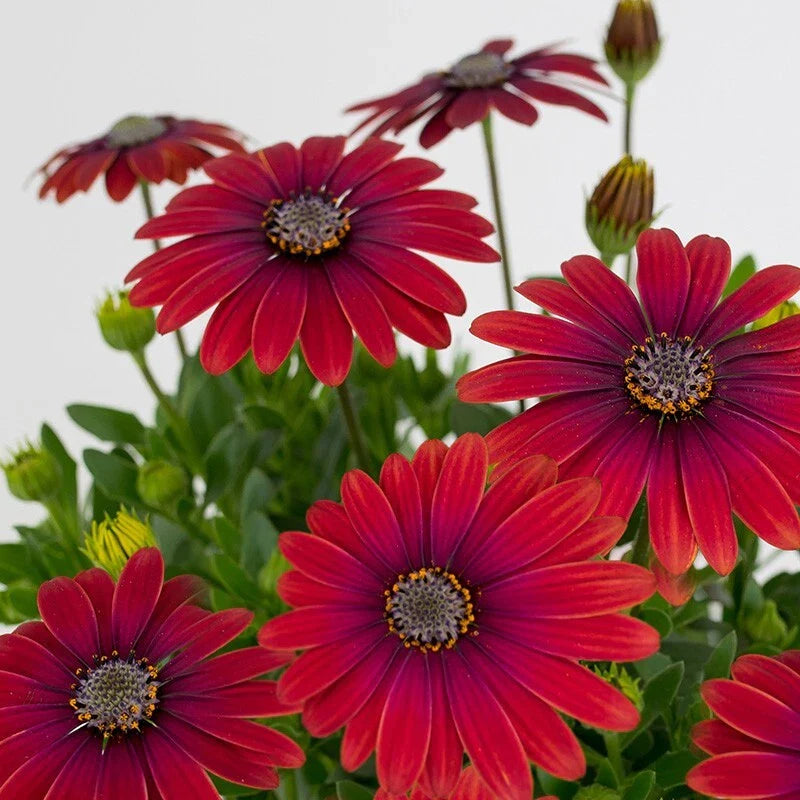 Red Cape Daisy 200 Seeds - Vibrant Red Flowers - Osteospermum Cabbage Plant