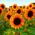 Sunflower Seeds - Spendor F1 Orange Hybrid - 2025 Planting - Helianthus annuus