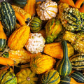 Small Warted Indy Mix Ornamental Gourd Seeds - Miniature Decorative Gourds for 2025 Planting - Cucurbita pepo