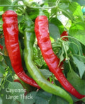 Cayenne Pepper Seeds - 200+ Large Red Thick Organic Heirloom Hot Seeds - Capsicum annuum