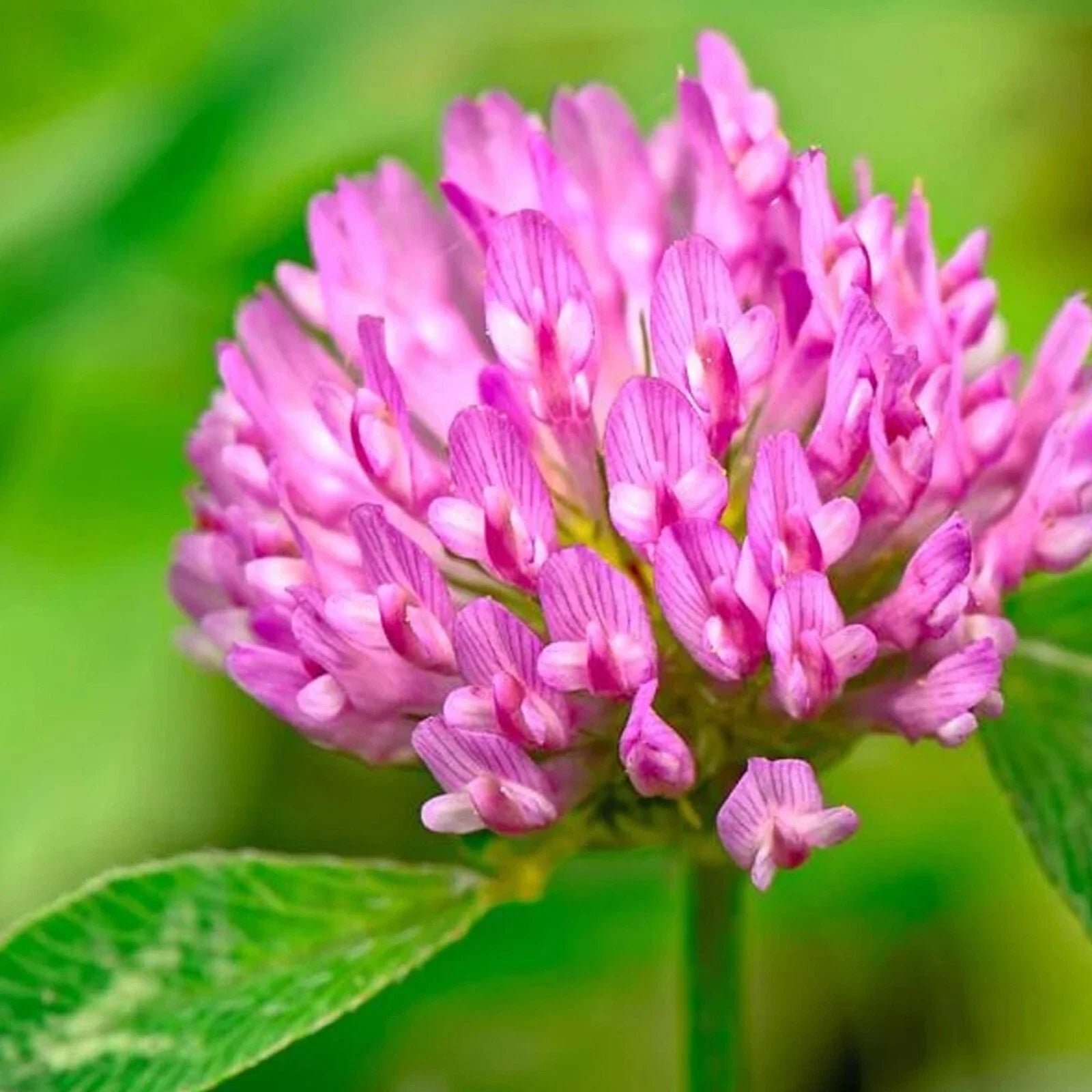 Medium Red Clover Cover Crop Seeds - Non-GMO Heirloom, Inoculated - Trifolium pratense