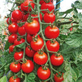 Cherry Tomato Seeds - 200+ Super Sweet Large Heirloom - Non-GMO, Organic, Rare - Perfect for Home Gardening
