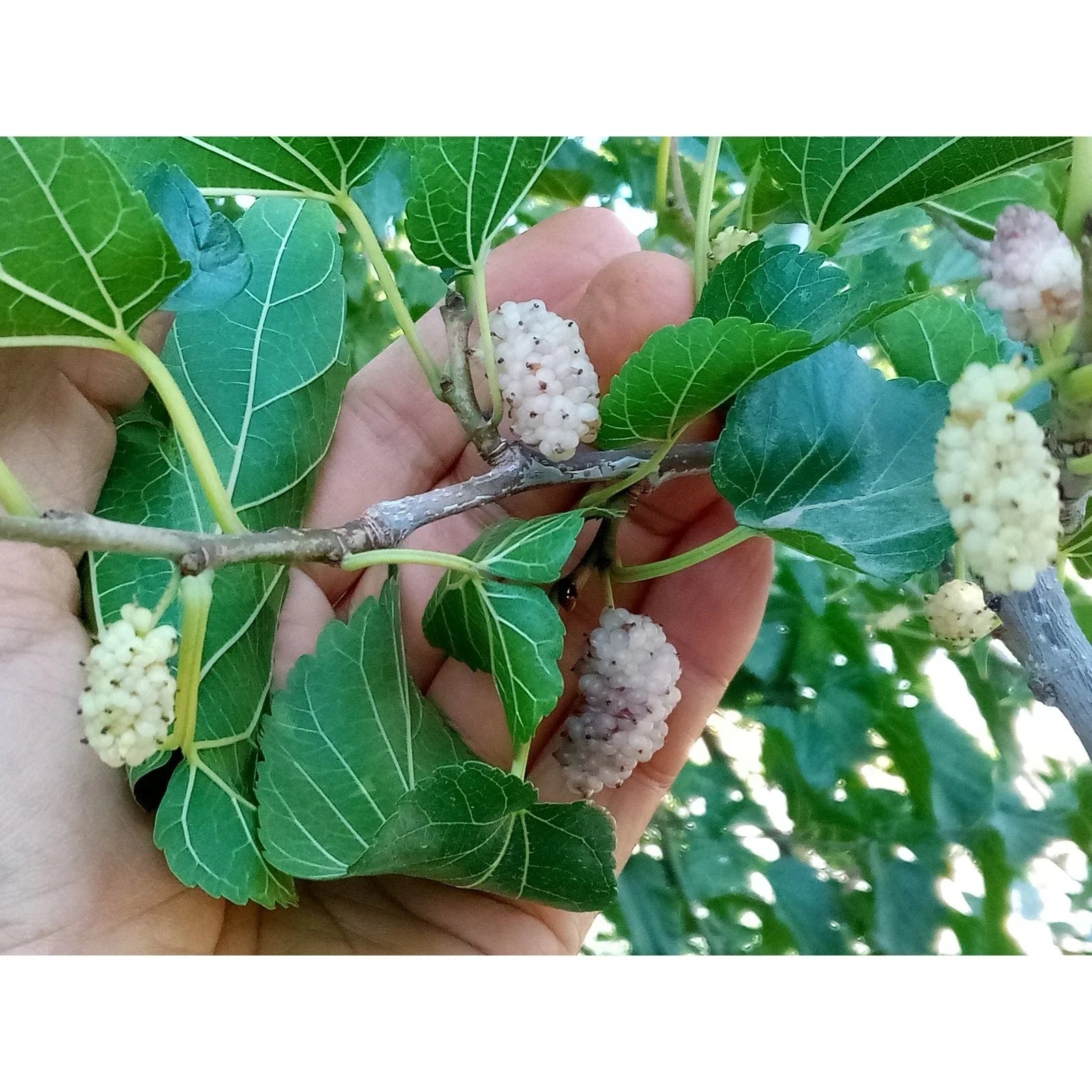 White Mulberry Cuttings (10) for Grafting or Rooting, Sweet 29+Brix, Morus alba