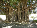 Ficus Benghalensis Banyan Tree Seeds - Exotic 5 Seeds - Tropical Indoor Plant Seed Pack