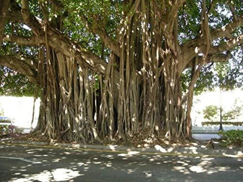 Ficus Benghalensis Banyan Tree Seeds - Exotic 5 Seeds - Tropical Indoor Plant Seed Pack