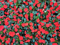Busy Lizzy Impatiens Seeds 500 Pack Scarlet Sun & Shade Impatiens walleriana