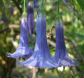 Blue Angel Trumpet Seeds - 10 Pack - Fragrant Tropical Flower - Brugmansia spp.
