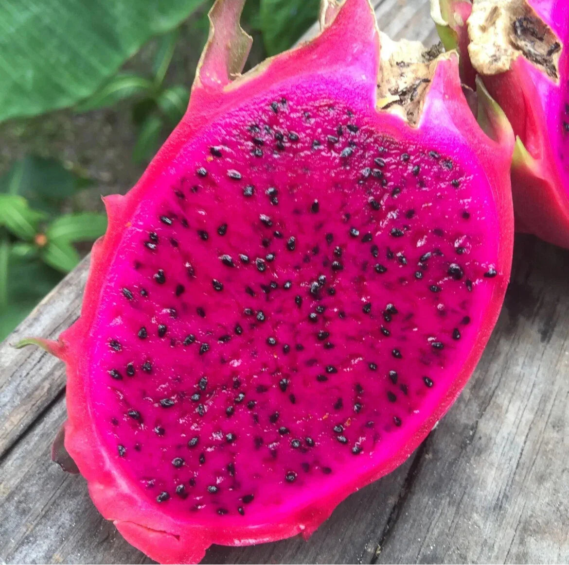Red Dragon Fruit Seeds | Pitaya Cactus Edible | Hylocereus Undatus | Perfect for Home Garden