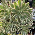 Aeonium Sunburst Succulent Cuttings Lot of 2, 4-6” Variegated Green and Yellow, Aeonium 'Sunburst'