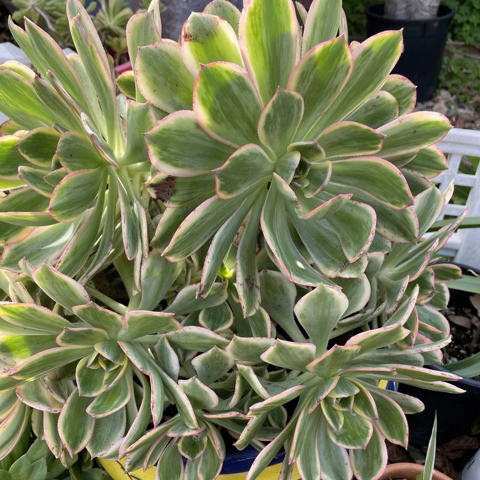 Aeonium Sunburst Succulent Cuttings Lot of 2, 4-6” Variegated Green and Yellow, Aeonium 'Sunburst'
