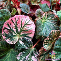 Midnight Sun Begonia 25 Seeds - for Garden Planting - USA - Free Shipping - (Begonia x tuberhybrida)
