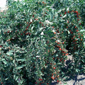 Goji Berry Cuttings - 10 Fresh Cuttings from Mature Plant - Non-Rooted - Lycium barbarum