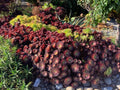 Large Aeonium Cuttings 6” Wide - Unrooted Succulent Plant Cuttings - Perfect for Propagation and Gardening