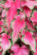 Lava Glow Caladium Bulbs - Perennial Elephant Ears, Fancy Variegated Foliage, Garden Planting