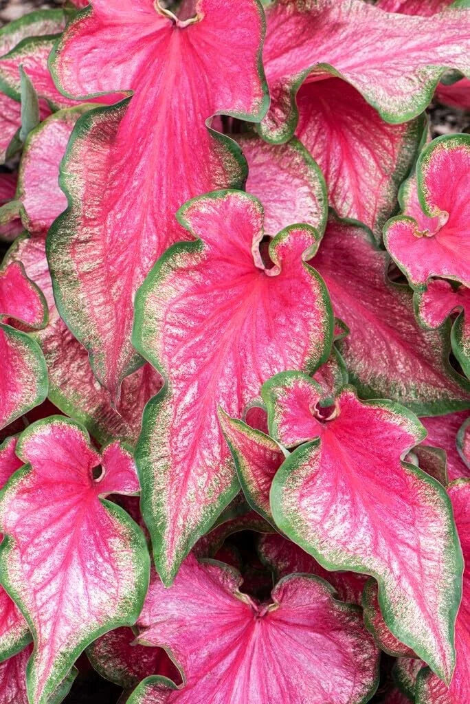 Lava Glow Caladium Bulbs - Perennial Elephant Ears, Fancy Variegated Foliage, Garden Planting