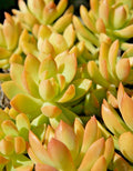 Sedum Adolphii Golden Glow - 4" Potted Plants - Golden Sedum - 2 Pack - Succulent Houseplant