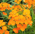 Siberian Wallflower Seeds | Erysimum Cheiri | Orange Flower | 2025 Harvest
