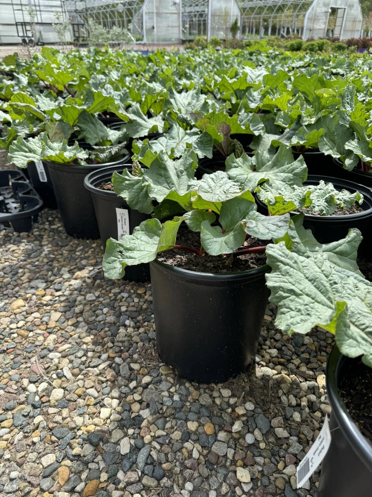 Potted Rhubarb Plant 2 Gal. “Chipman’s Red” with Established Roots - Rhubarb (Rheum rhabarbarum)