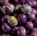 Purple Tomatillo Seeds - 100+ Count - Ideal for Vegetable Garden - Latin Cuisine - Physalis Ixocarpa