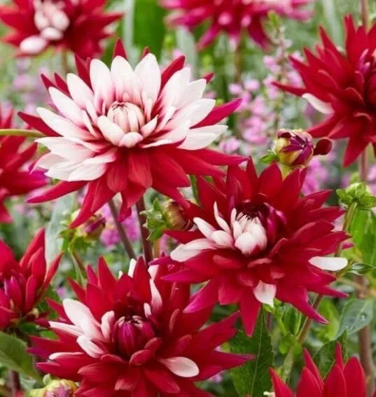 Dahlia Tubers 2-Pack, Giant Red & White "Rebecca's World" (Dahlia pinnata) for Planting
