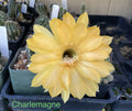 Echinopsis Schick Hybrids Cactus Plant - Rooted Succulent Variety - Charlemagne Echinopsis