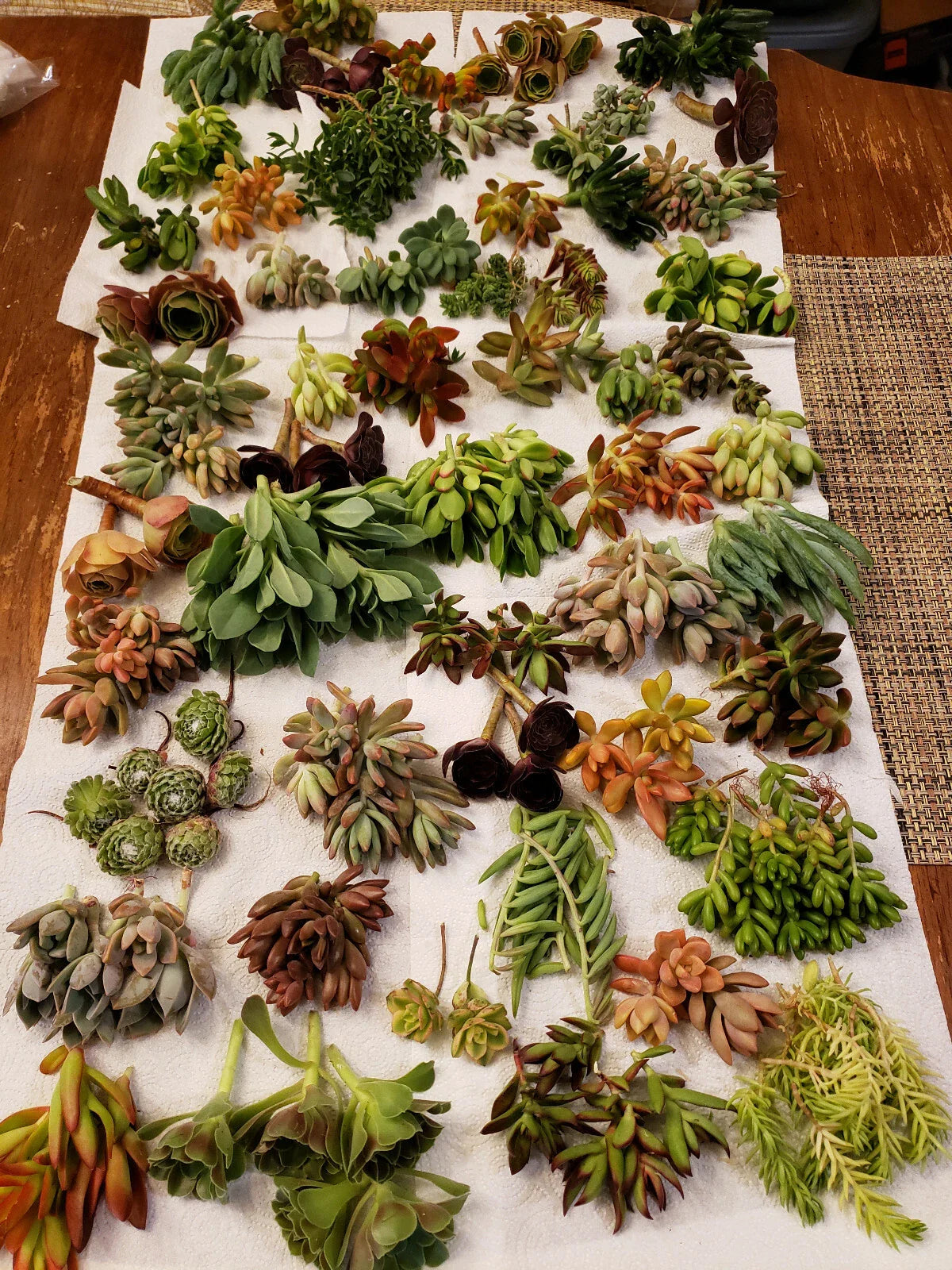 Premium Set - 60 X-Large Succulent Cuttings - 20 Different Varieties - Ideal for Planting and Decor