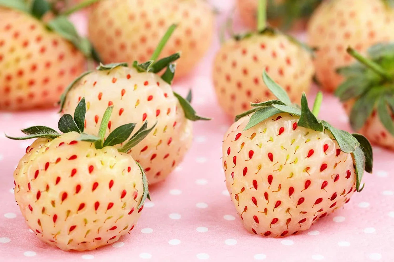 500 White Strawberry Seeds, Pineberry Variety, Non-GMO, Made in USA, Ships from Iowa