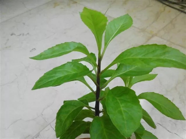 Longevity Spinach Starter Plant - Gynura Procumbens - Nutritious Green Leaves - Local Pickup Only