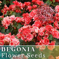 Saffron Sparkle Begonia Seeds - 45/125 Non-GMO Flower Seeds - Vibrant Color for Gardens (Begonia x tuberhybrida)