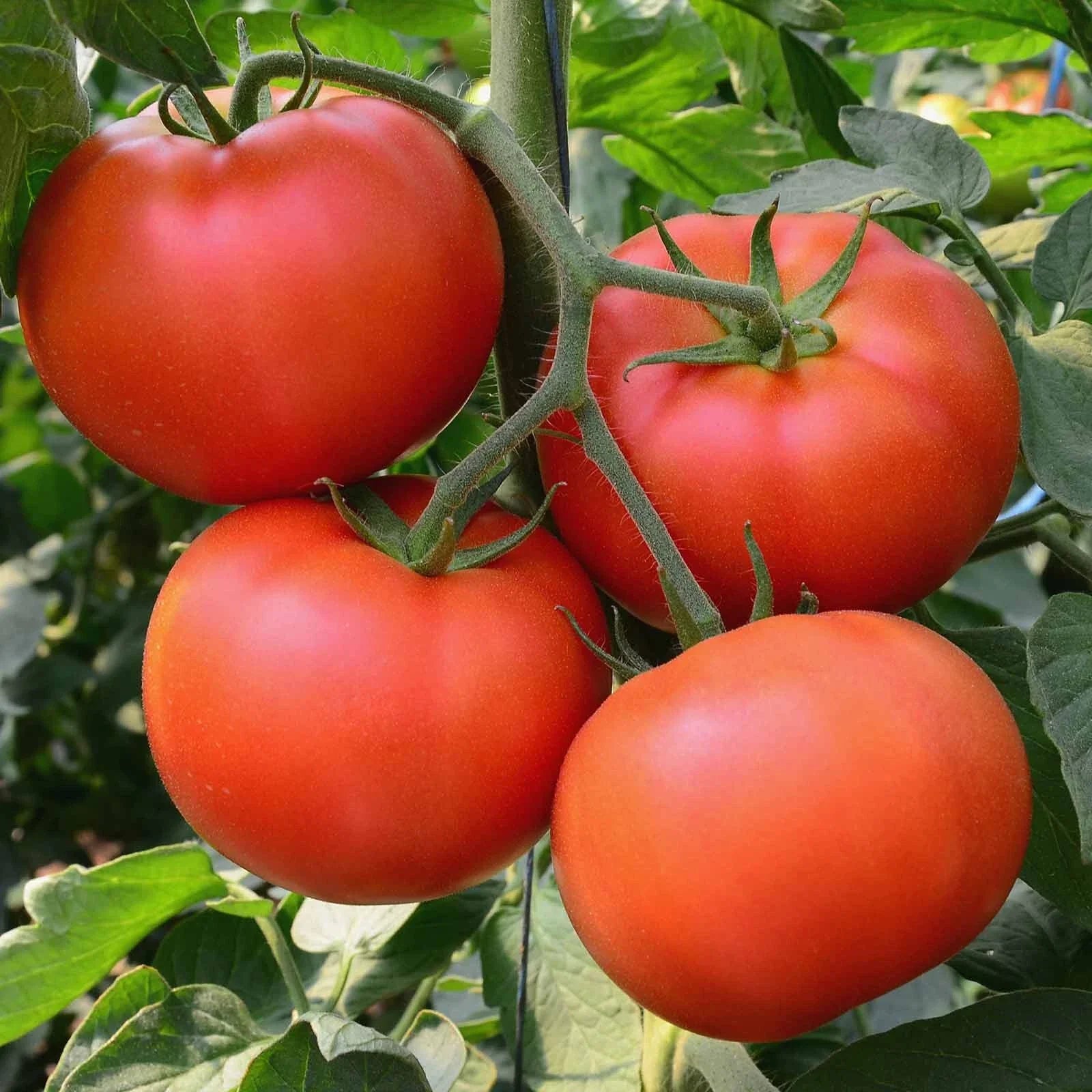 Big Beef Tomato Seeds | F1 Hybrid | Non-GMO | Solanum lycopersicum | Seed Store