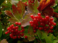 Highbush Cranberry Seeds - 40+ High Yield Seeds - Viburnum Trilobum - Free US Shipping