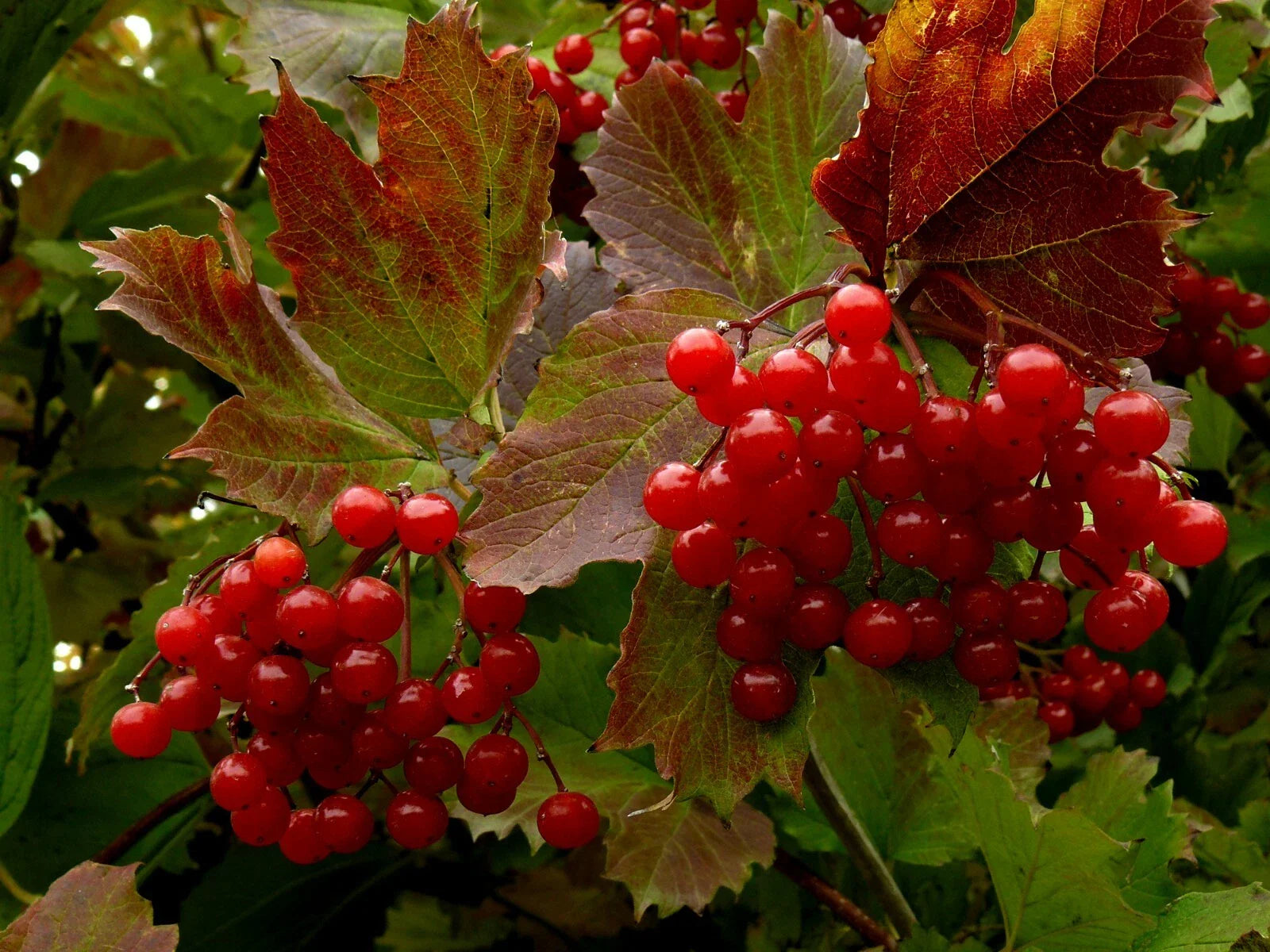 Highbush Cranberry Seeds - 40+ High Yield Seeds - Viburnum Trilobum - Free US Shipping