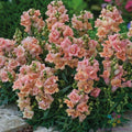 Twinny Peach Snapdragon Seeds - 1000+ Count - Antirrhinum majus - Perfect for Garden Planting - USA